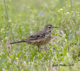 American Pipit