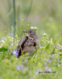 American Pipit