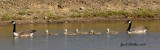 Canada Goose family