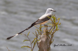 Scissor-tailed Flycatcher, male