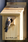 The Eastern Bluebirds just seemed to be begging for a house in this area, so I bought one and put it up. Success!!