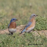 The Eastern Bluebirds just seemed to be begging for a house in this area, so I bought one and put it up. Success!!