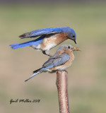 The Eastern Bluebirds just seemed to be begging for a house in this area, so I bought one and put it up. Success!!