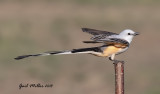 Scissor-tailed Flycatcher, male