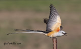 Scissor-tailed Flycatcher, male