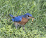 Eastern Bluebird, male