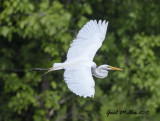 Great Egret