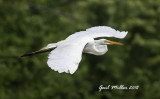 Great Egret