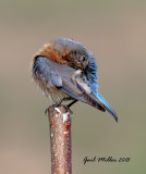 Eastern Bluebird, female