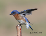 Eastern Bluebird, male