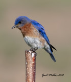 Eastern Bluebird, male