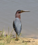 Green Heron