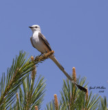 Scissor-tailed Flycatcher, male