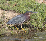 Green Heron
