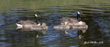 Canada Goose