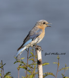 Eastern Bluebird, female