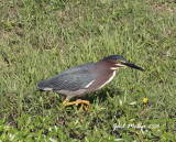 Green Heron