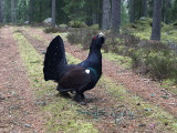 Western Capercaillie (Tetrao urogallus) Tjder