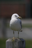 Ring-billed Gull (Larus delawarensis) Ringnbbad ms