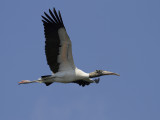 Wood stork (Mycteria americana) Amerikansk ibisstork