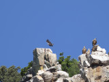 Spanish Imperial Eagle (Aquila adalberti) Spansk kejsarrn