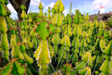 Jardin de cactus