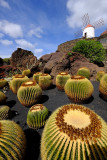 Jardin de cactus