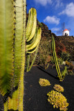 Jardin de cactus