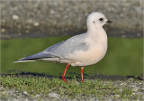 Ross's Gull