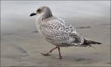 Thayers Iceland Gull, cy 1