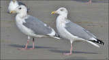 Glaucous-winged x Herring Gull (Cook Inlet)