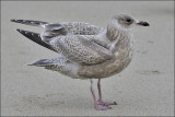 Thayers Iceland Gull, 1st cy 
