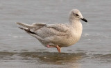 Thayers Iceland Gull, 1st cy. 