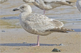 Thayers Iceland Gull, 1st cy.  