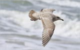 Thayers Iceland Gull, 1st cy. 