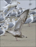 Thayers Iceland Gull, 1st cy.  