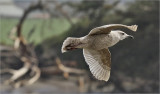 Thayers Iceland Gull, 1st cy.  