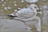 Thayers Iceland Gull, 2nd cy.    