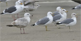 Thayers Iceland Gull, 2nd cy with California Gulls and Western Gull.  