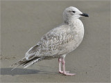 Thayers Iceland Gull, 1st cy.      