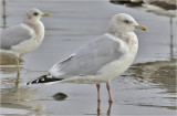 Thayers Iceland Gull, winter adult.   