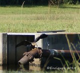 ANHINGA