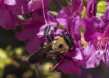 I actually photographed a bee ;-)