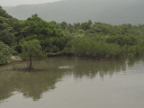 Mangroves, Iriomote Island