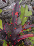 Botanical garden, Yufu Island