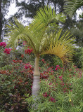 Botanical garden, Yufu Island