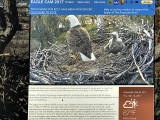 Addiction: Eagle Cam