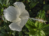 The ubiquitous hibiscus, Yaeyama Islands
