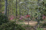 Place to relax among dogwoods and azaleas