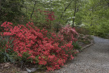 Colorful path